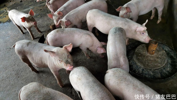 红股网 创新低，猪价下跌“拦不住”！附：8月28日猪价