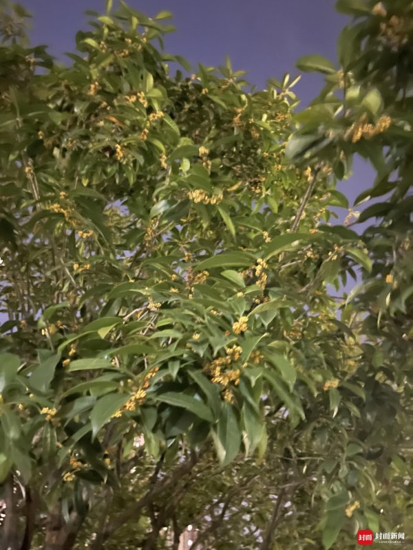 小散配资 成都人！你爱的桂花香已就位 今年它按时“上班”了！